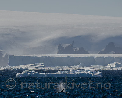 BB 15 0597 / Orcinus orca / Spekkhogger